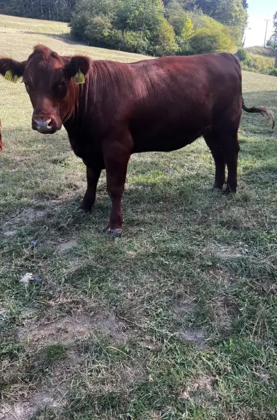 Plemenné jalovice Aberdeen angus red na připuštění s POP