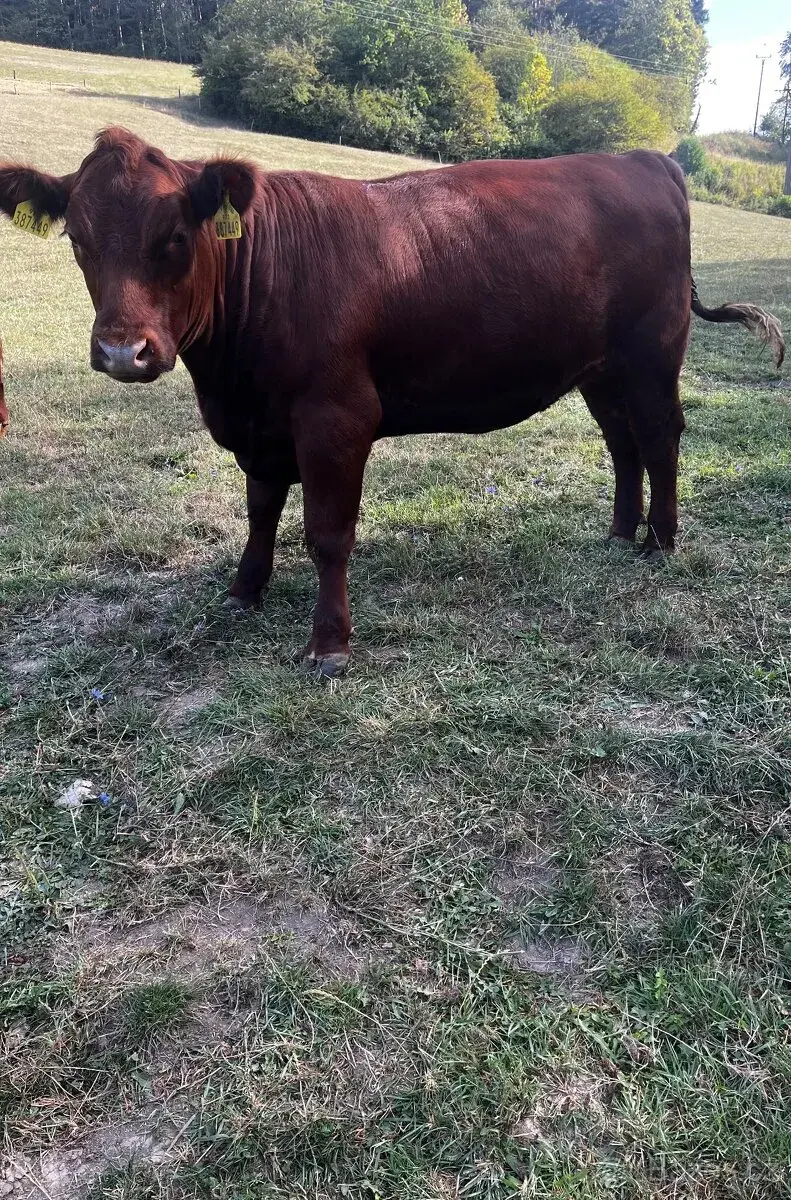 Plemenné jalovice Aberdeen angus red na připuštění s POP