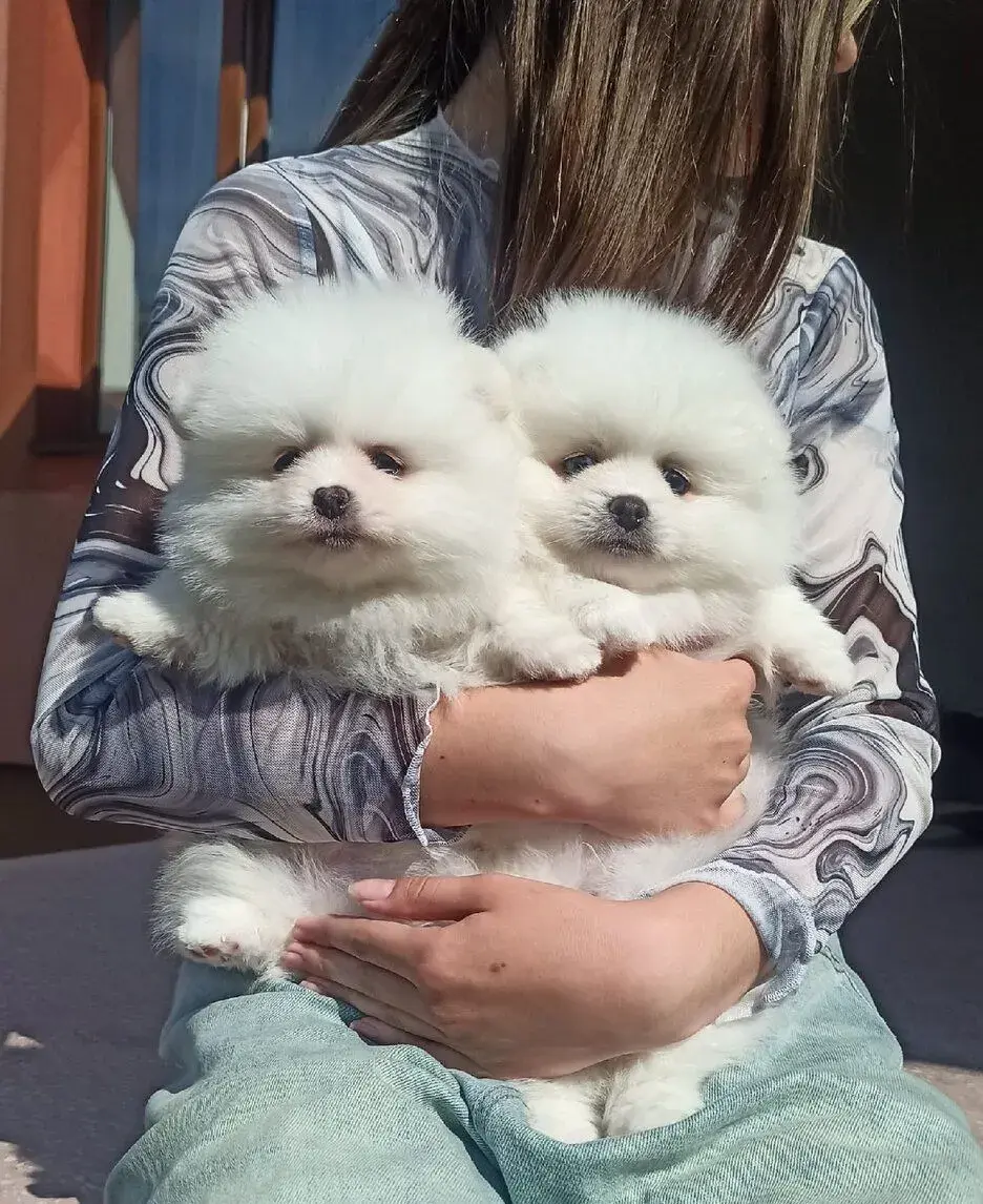 Pomeranian – štěňátka