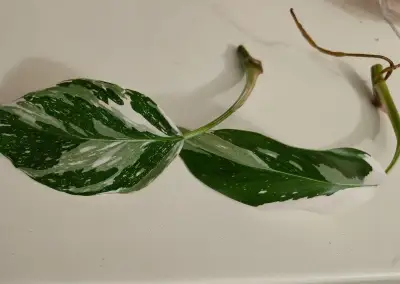 Philodendron Fresh aurea