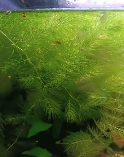 Akvarijní rostliny