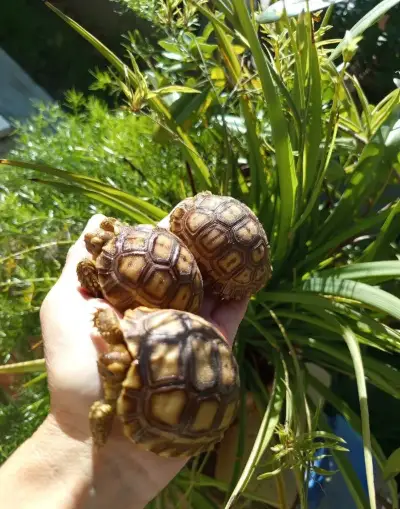 Želva ostruhatá (Geochelone sulcata ),mláďata