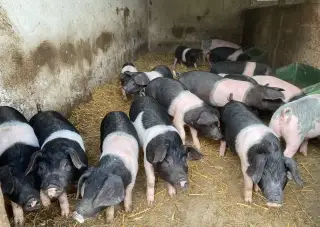 Sele selata prase přeštické