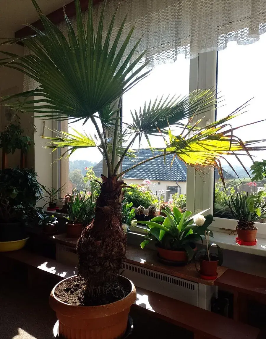 Palma Washingtonia filifera