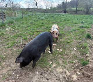 Prase duroc X pietran