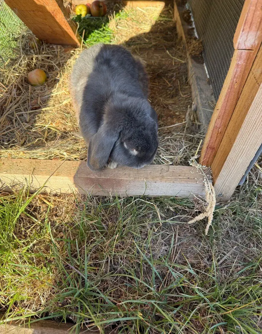 Králík a králíkárna