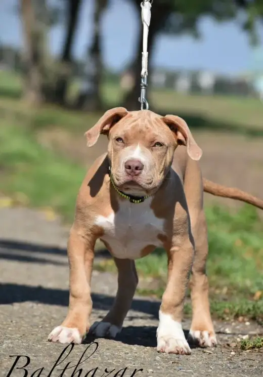 American bully