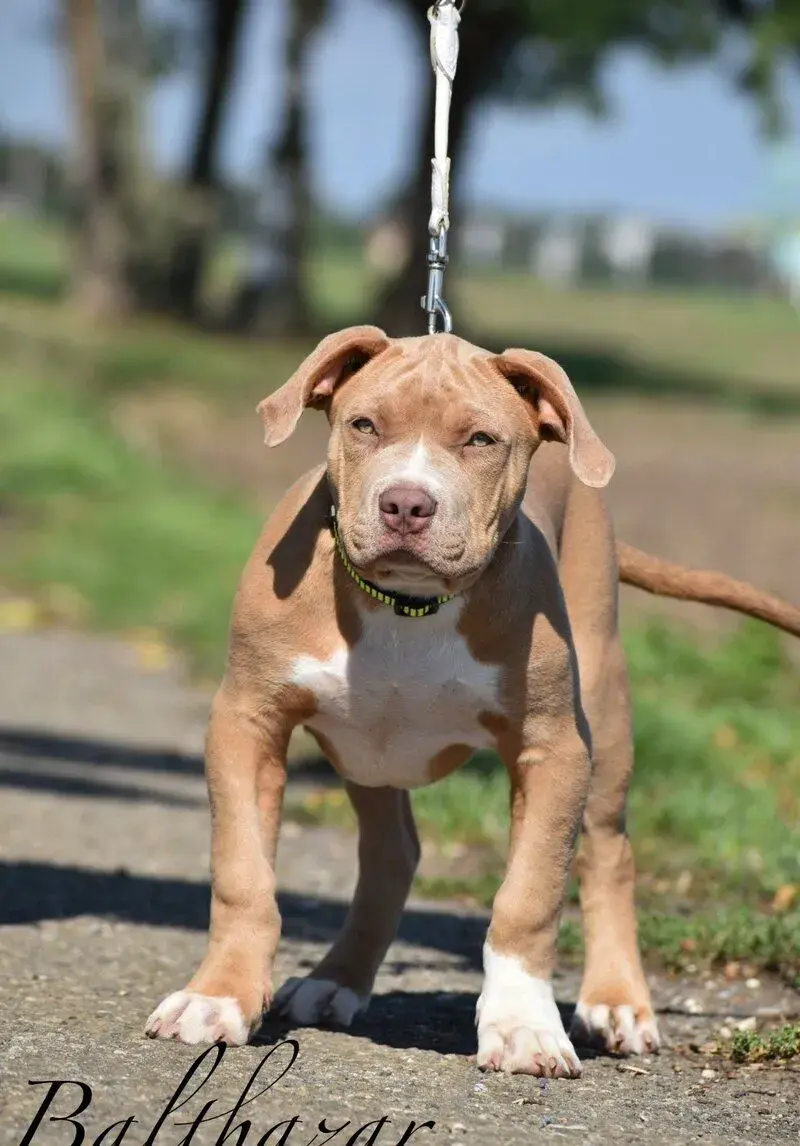 American bully