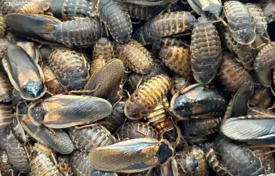 Šváb Argentinský - Blaptica dubia