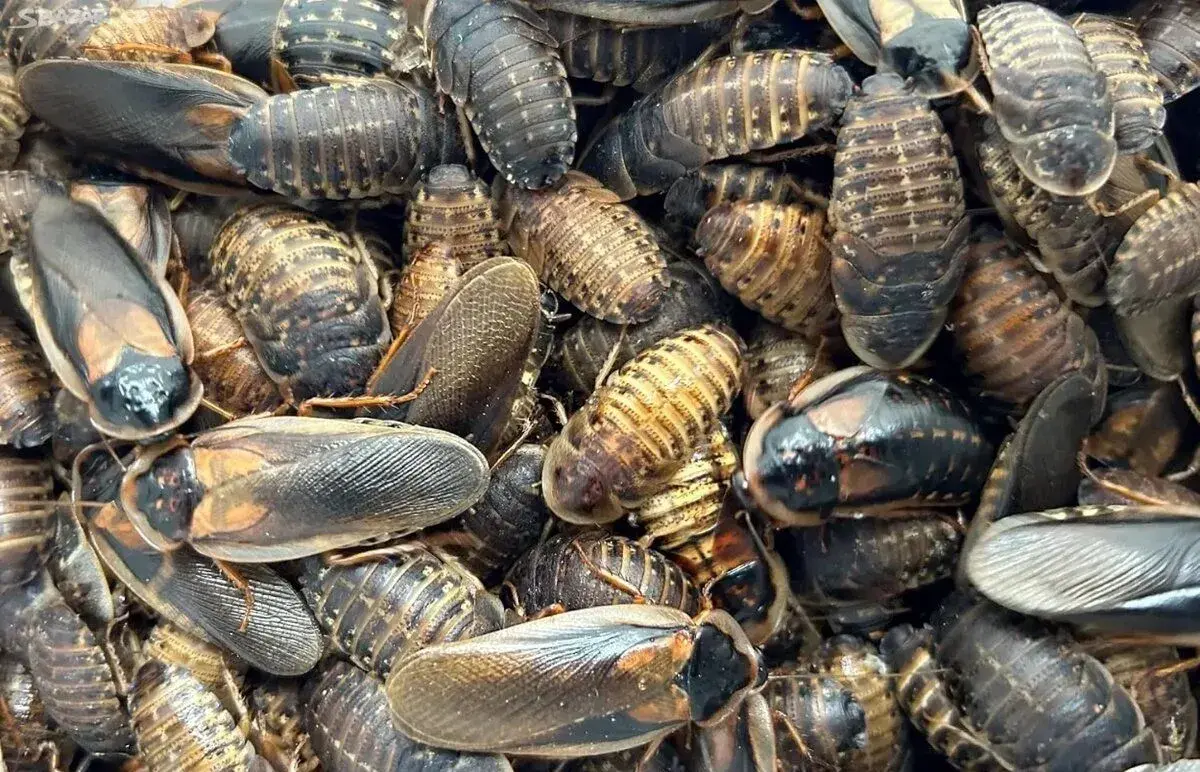 Šváb Argentinský - Blaptica dubia