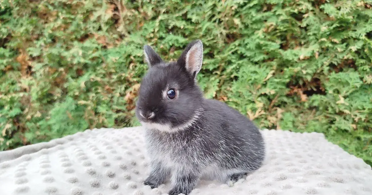 Zakrslý králík, králíček, králíčci - DIANA