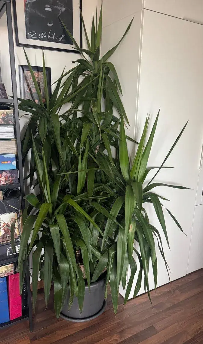 Krásná, velká a hustá Juka (180 cm) vč. květináče