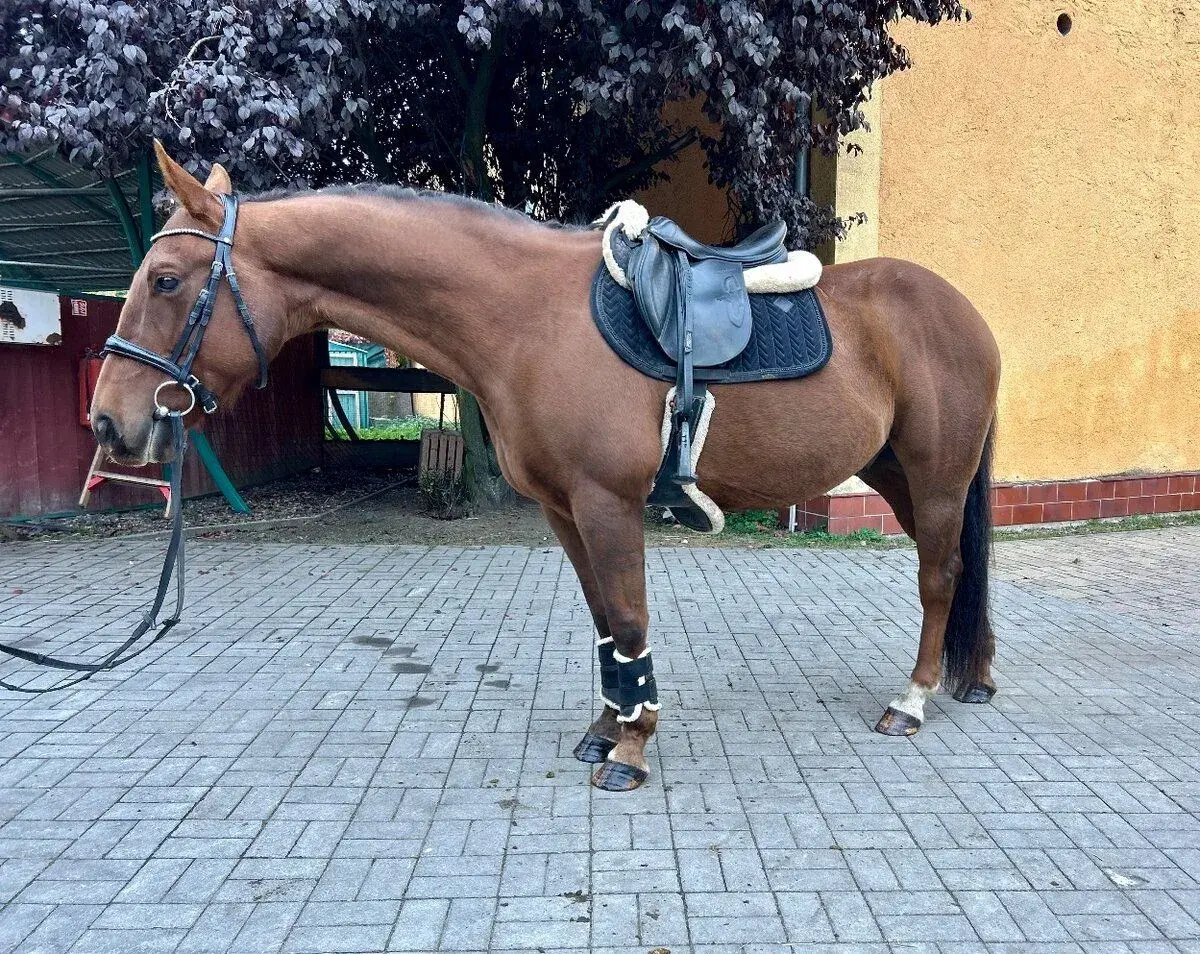 Quatter s bezchybným charakterem