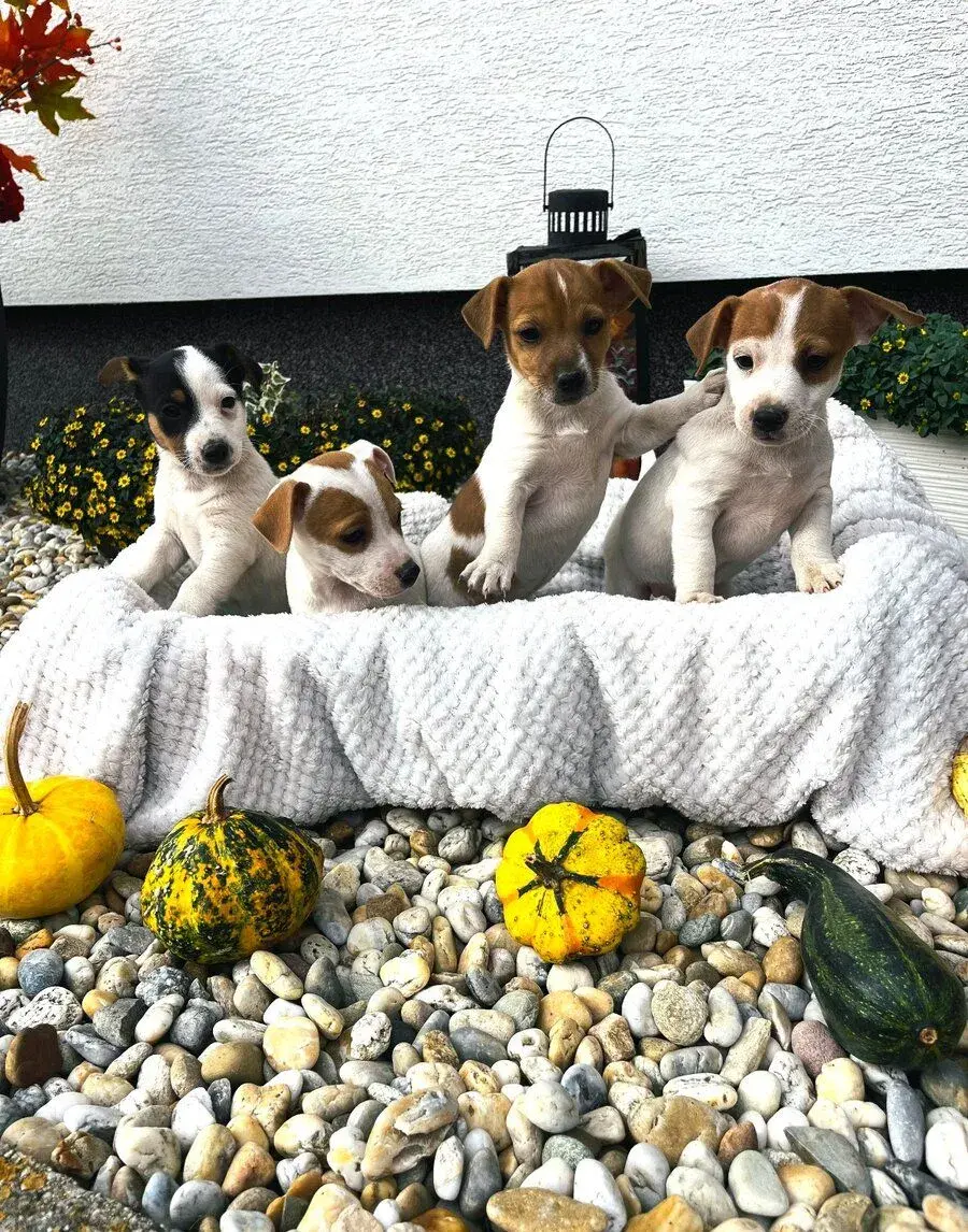 Jack Russell teriér