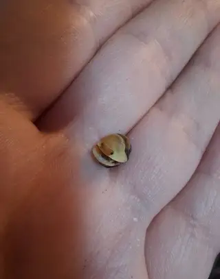 Cubaris sp. Rubber Ducky