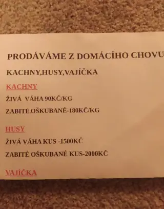 Kachny husy