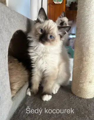 Ragdoll koťátka