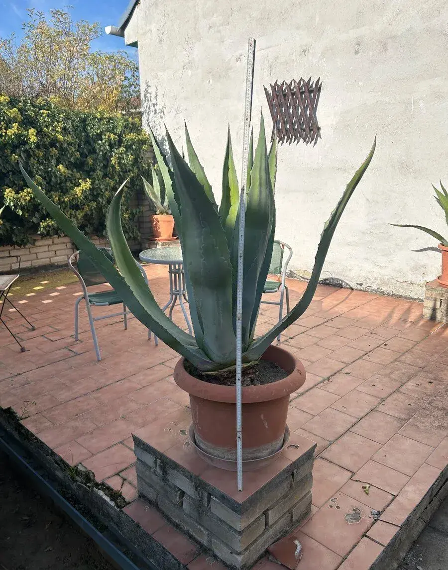 5x Agave v květináčích - stáří cca 40 let
