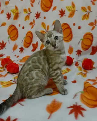 Bengálská kočka, koťata s PP