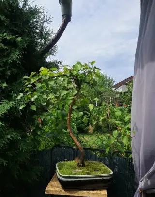 Bonsaj bonsai Bříza Bělokorá