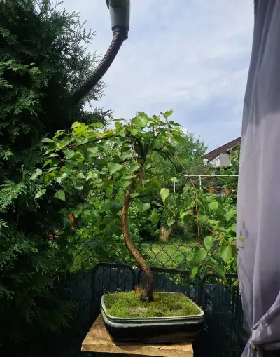 Bonsaj bonsai Bříza Bělokorá