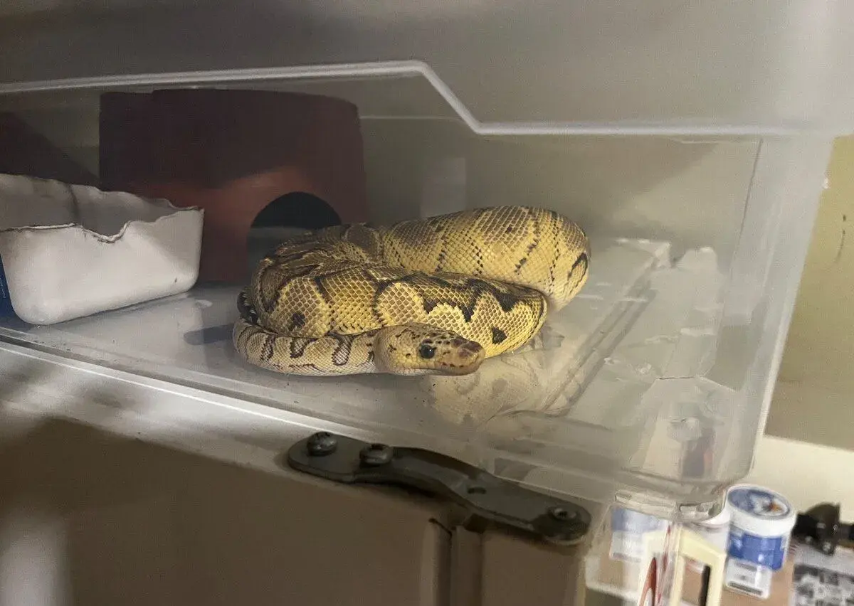 0.1 Krajta královská (Python regius) – Pastel Spotnose Grave