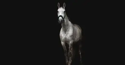 Mladého teplokrevného valacha