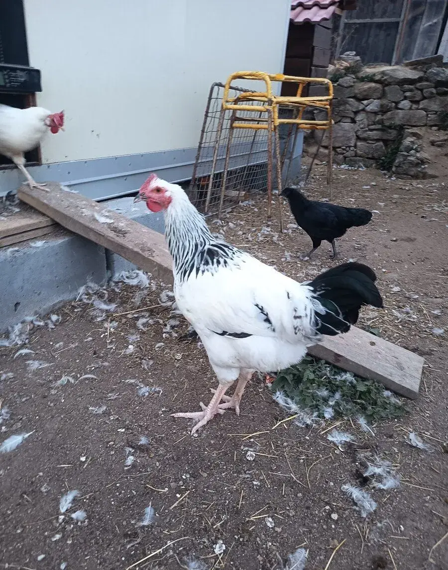 Kohouti Sussex a Ceman