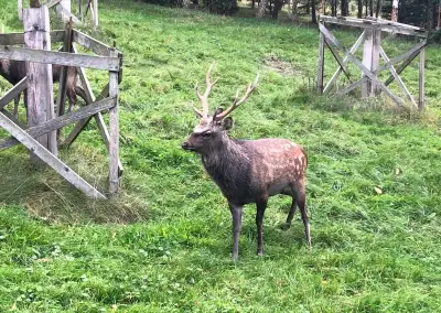 Sika japonský