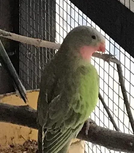 Papoušek Alexandřin