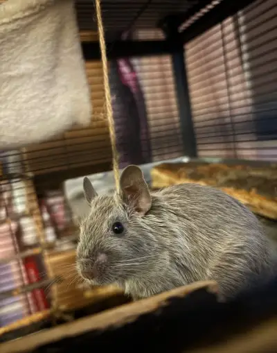 Osmák degu