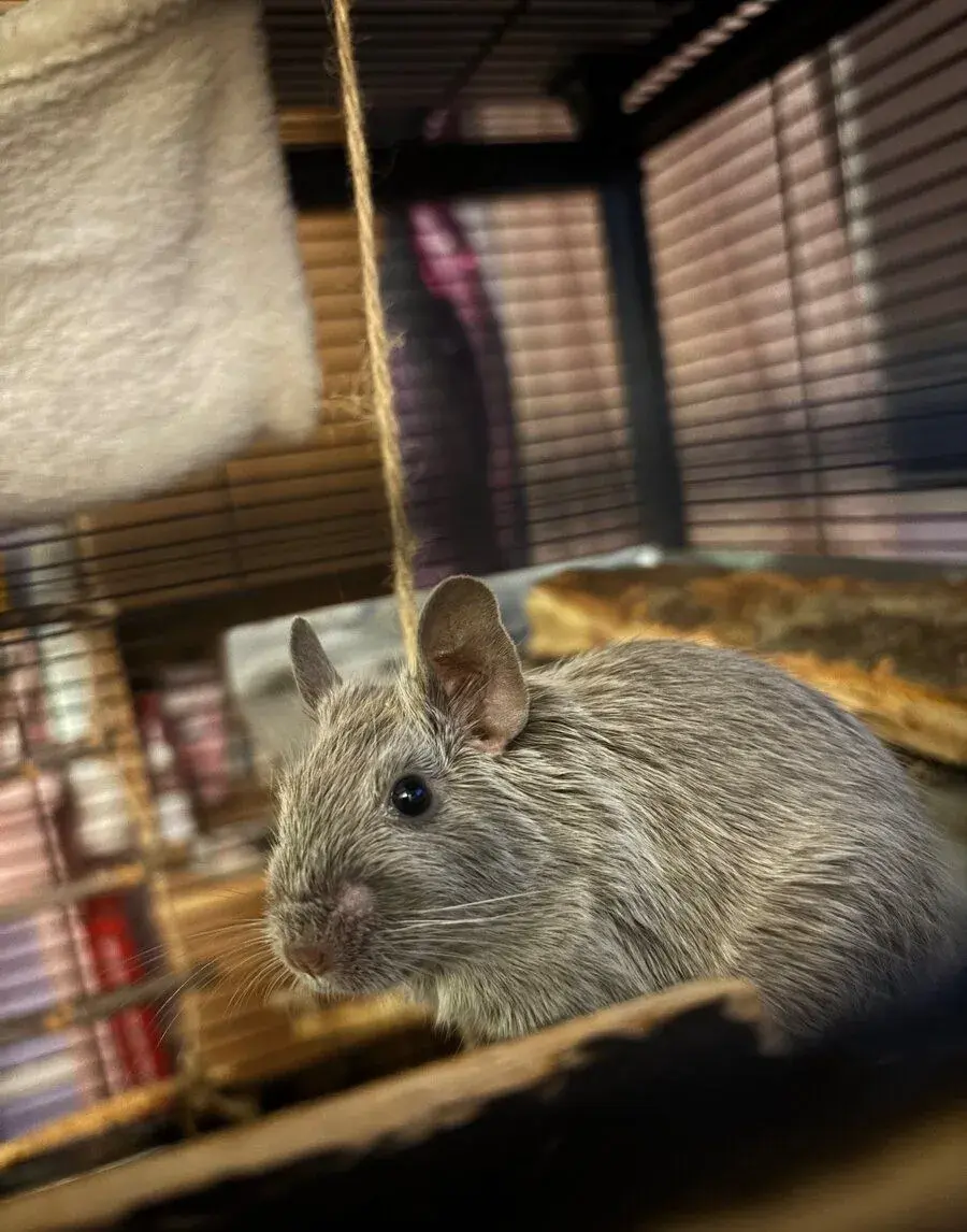 Osmák degu