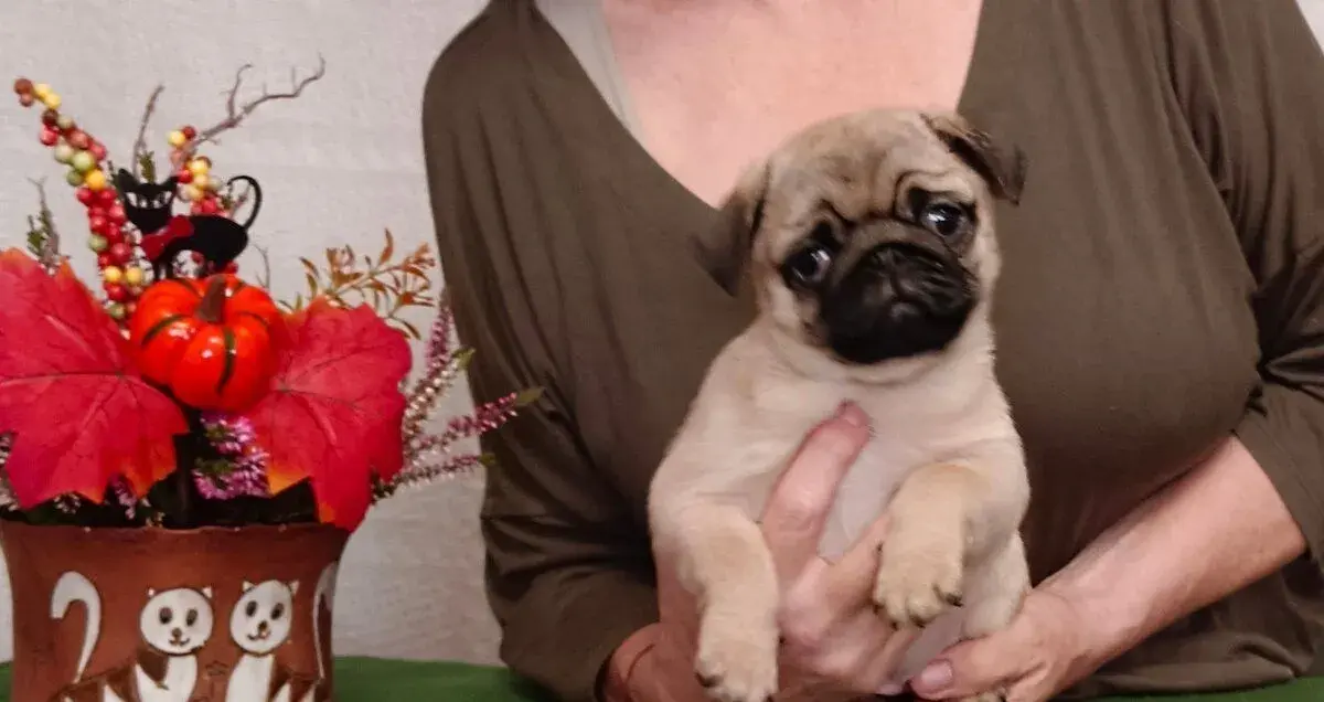 Mops štěňata