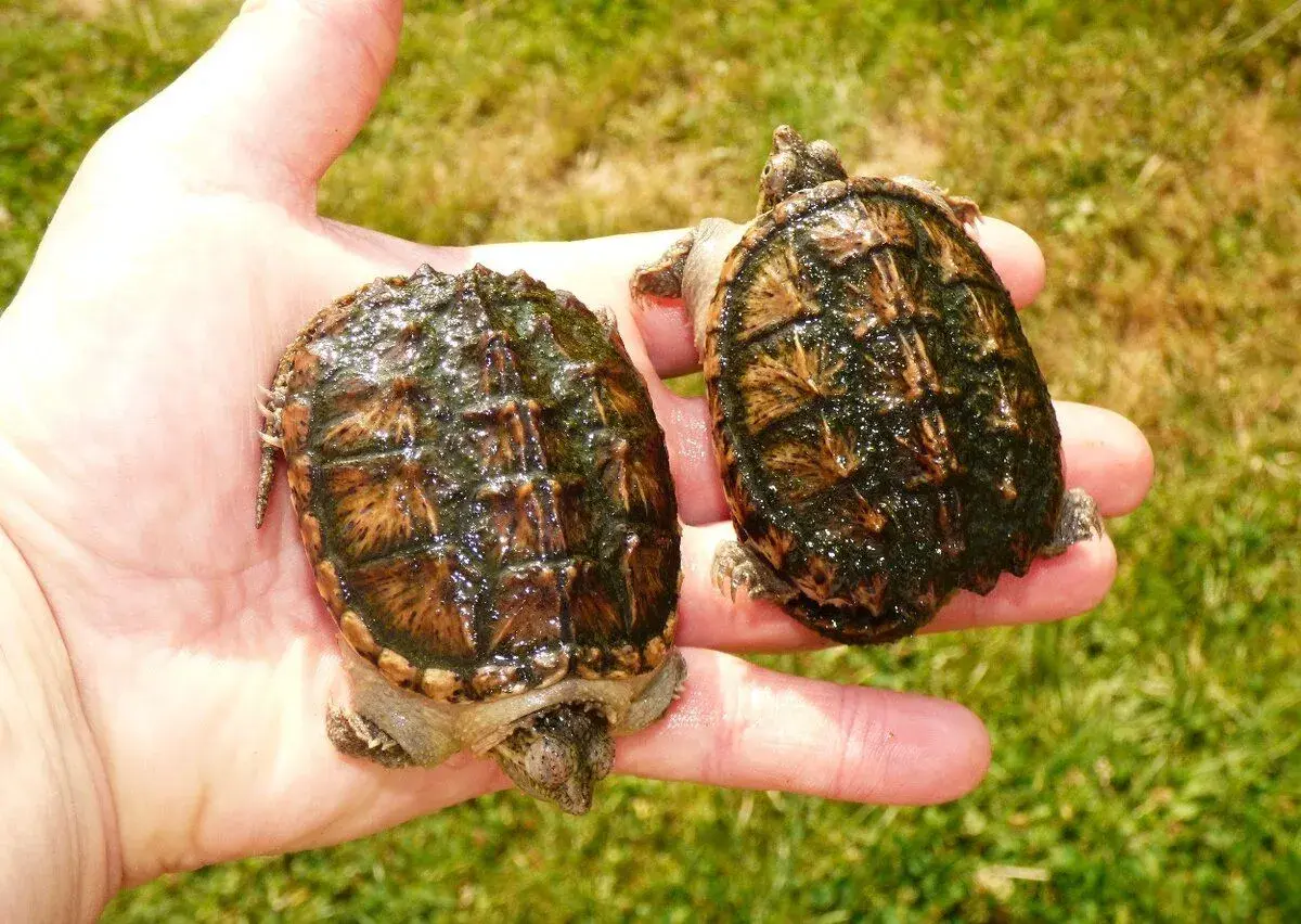 Kajmanka dravá (Chelydra serpentina)