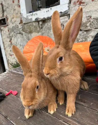 Burgundský králík - samice