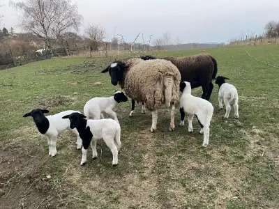 Ovce Dorper x Suffolk