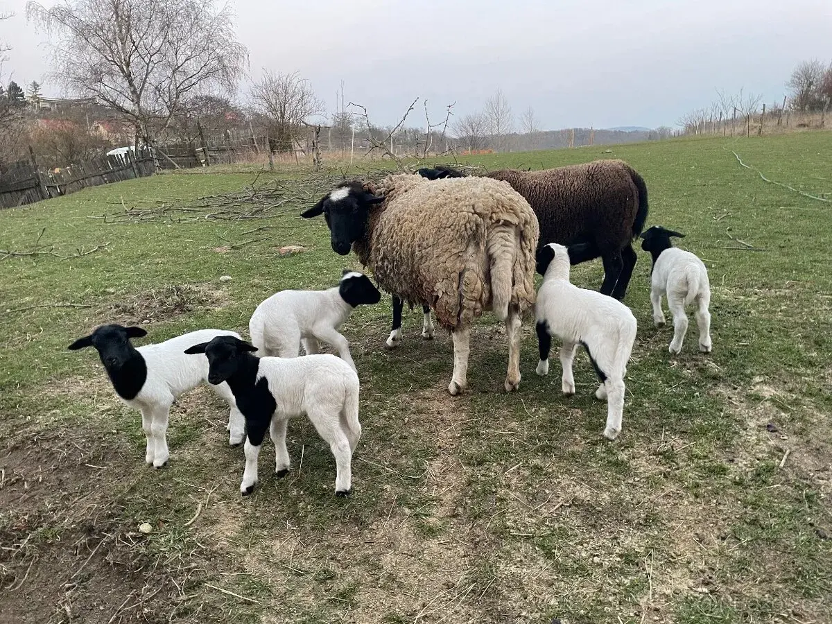 Ovce Dorper x Suffolk