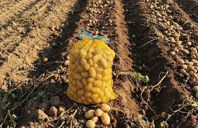 Domácí brambory na uskladnění
