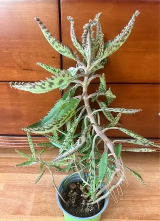 Léčivá Kalanchoe