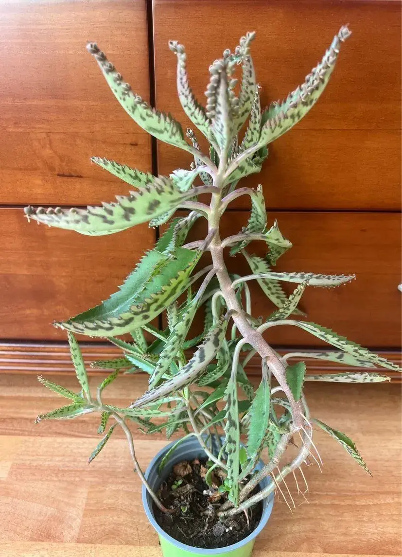 Léčivá Kalanchoe