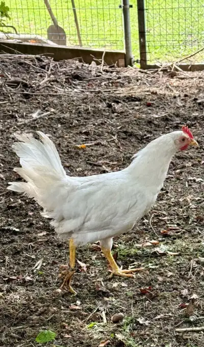 Leghorn kohout