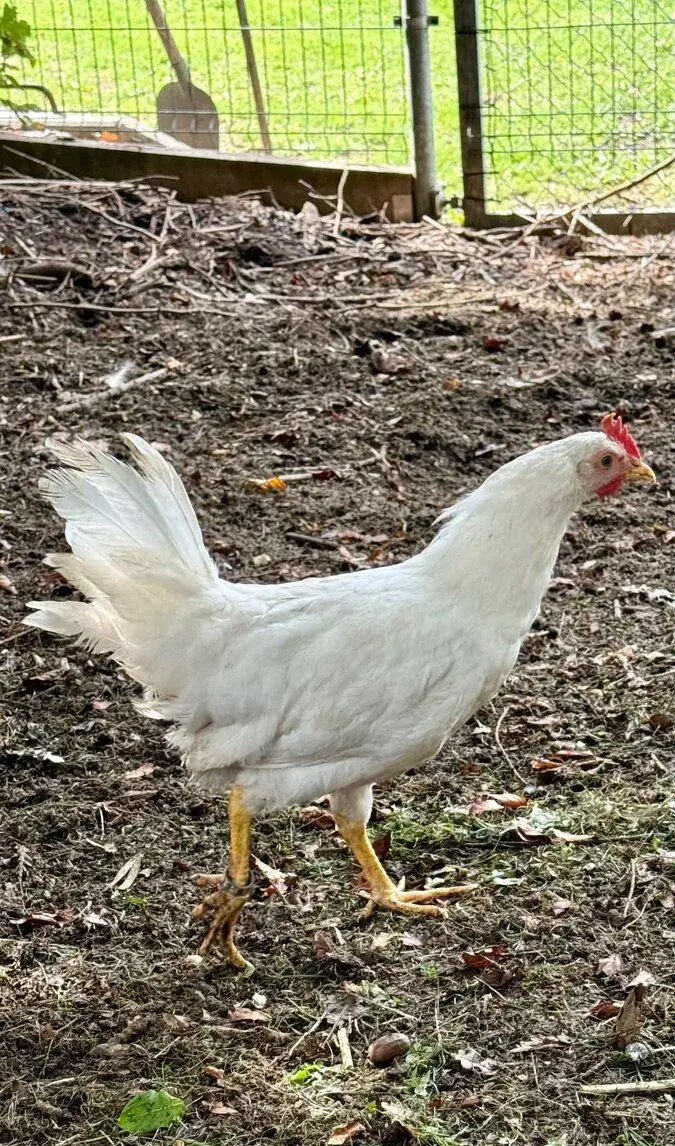 Leghorn kohout