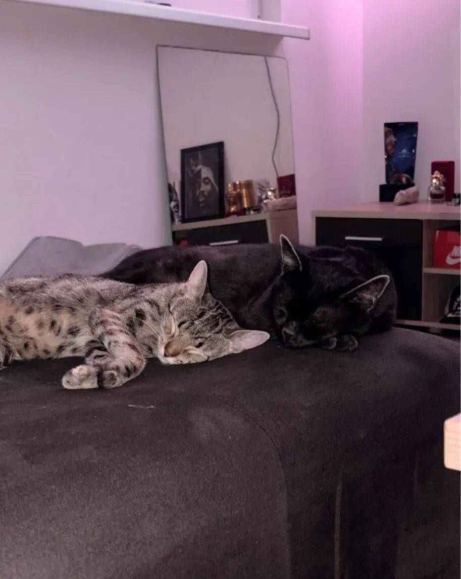 Daruji dvě mladé kocky/ČTĚTE POPIS.