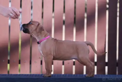 Rhodéský ridgeback - fena s PP CHs Gaudiwa Musana