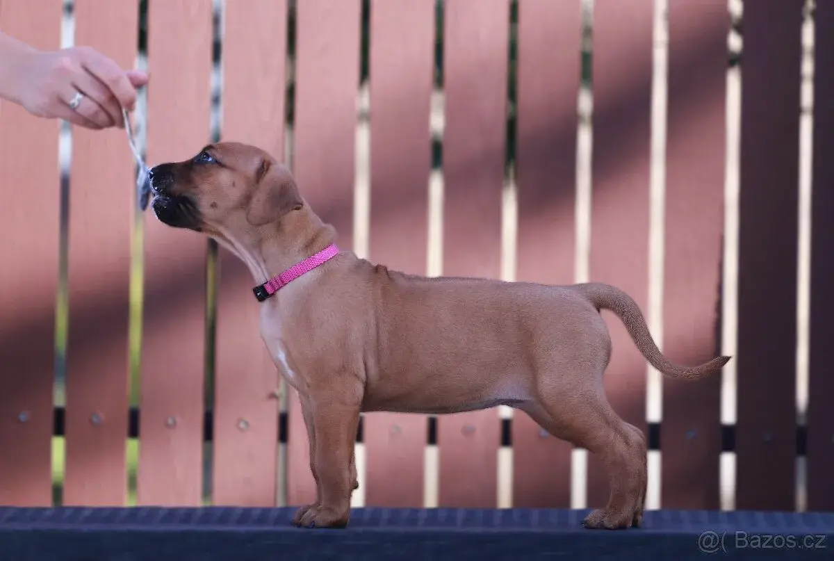 Rhodéský ridgeback - fena s PP CHs Gaudiwa Musana