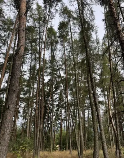 Prodej lesního pozemku k.ú. Hřešihlavy