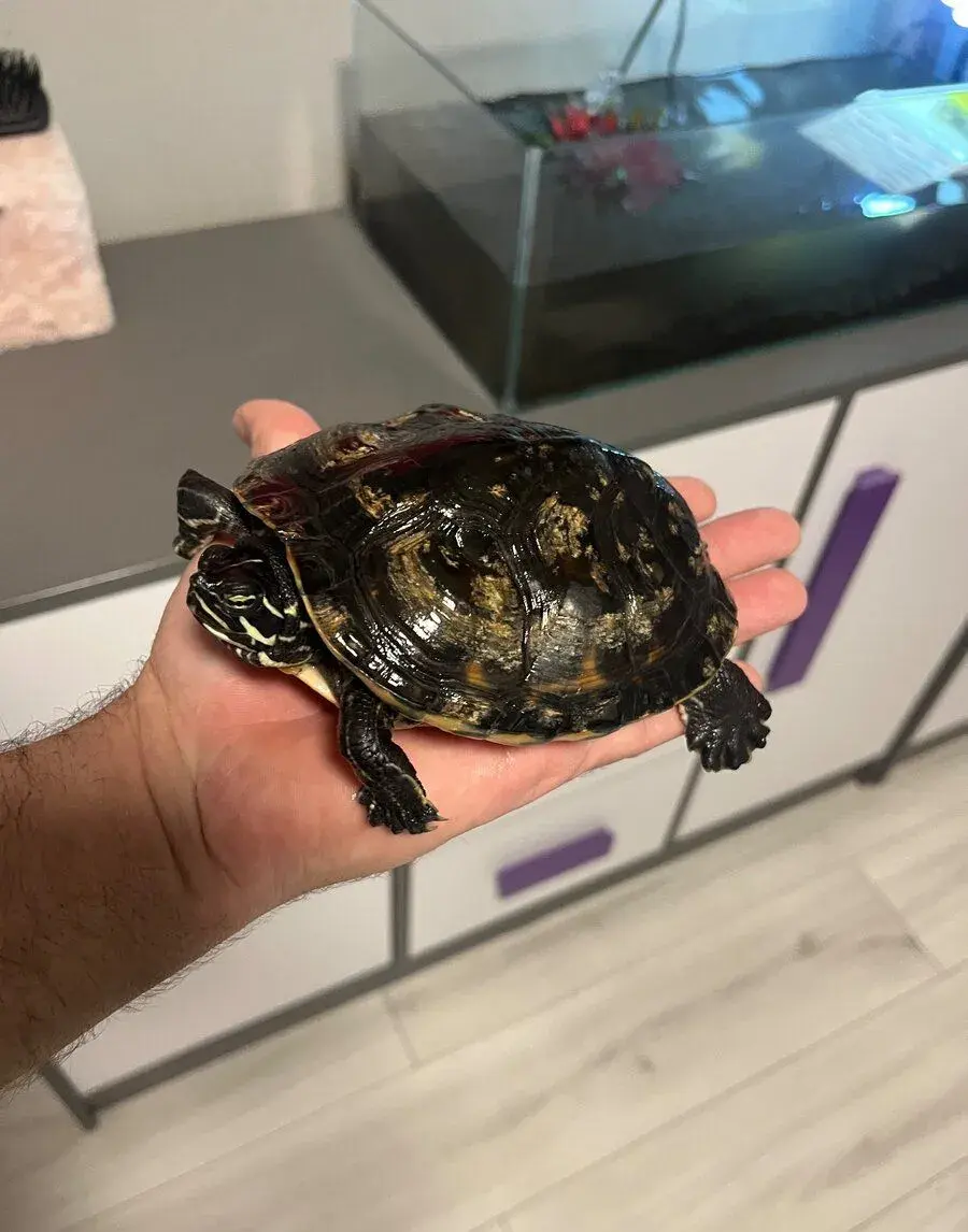 Vodní želva Trachemys