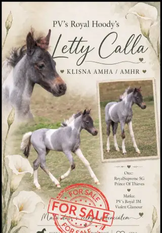 Letošní hříbata minihorse - 3 klisničky