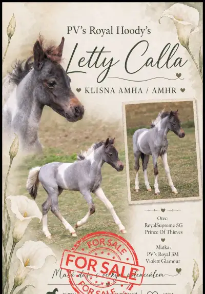 Letošní hříbata minihorse - 3 klisničky