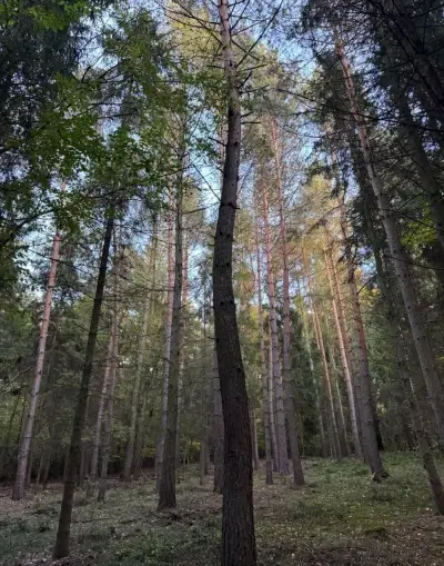 Prodej lesních pozemků v k.ú. Velká Polom